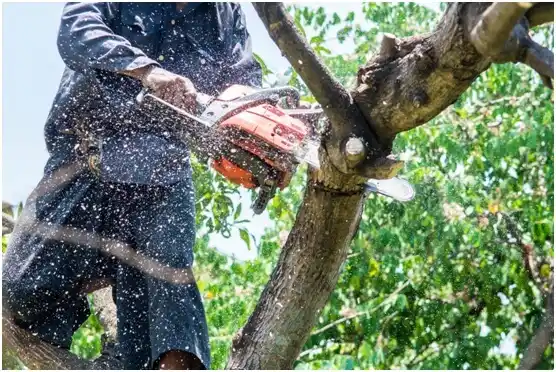 tree services Pittman Center
